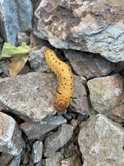 Anisota oslari