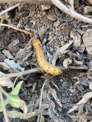 Anisota oslari
