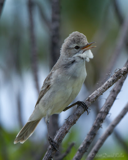 Kiritimati Reed Warbler illustration