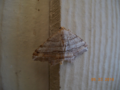 Macaria multilineata