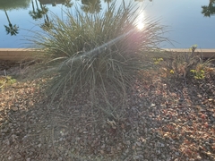 Hesperaloe parviflora