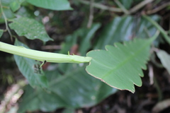 Epiphyllum hookeri image