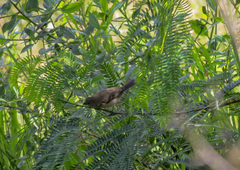 Sporophila minuta