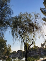 Salix × sepulcralis