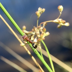 Iridomyrmex purpureus