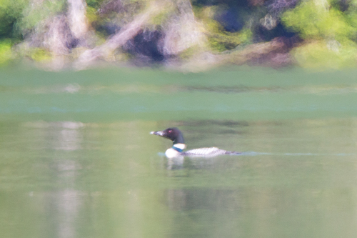 Common Loon