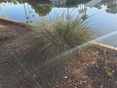 Hesperaloe parviflora