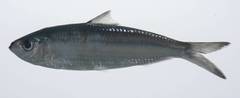 Fringescale Sardinella photo 4