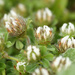 Trifolium cherleri - Photo (c) bathyporeia, algunos derechos reservados (CC BY-NC-ND)