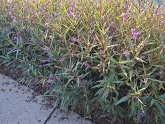 Ruellia simplex