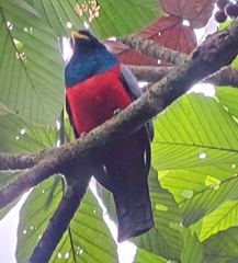 Trogon comptus