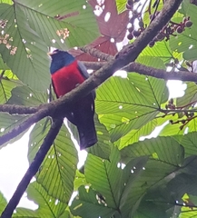 Trogon comptus