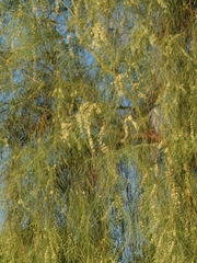 Salix × sepulcralis