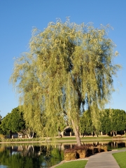 Salix × sepulcralis