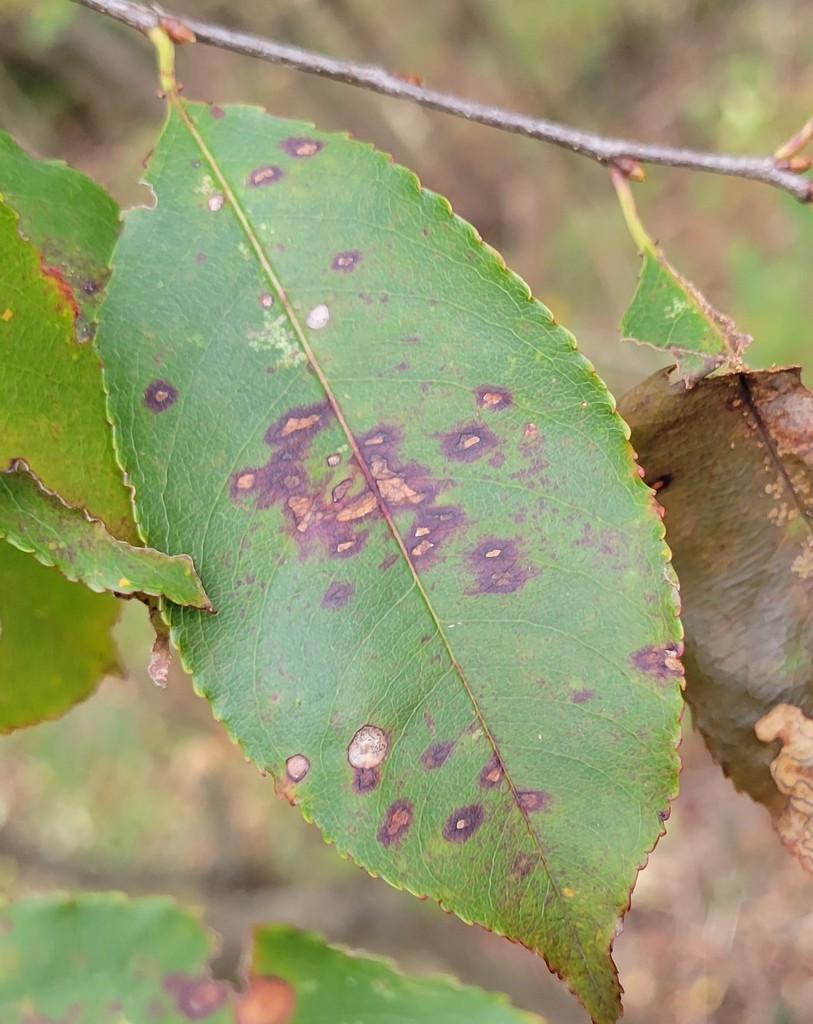 Blumeriella jaapii