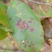 Cherry Leaf Spot - Photo (c) Matthew Beziat, some rights reserved (CC BY-NC), uploaded by Matthew Beziat