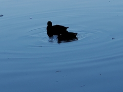 Fulica americana