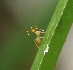 Amyciaea albomaculata