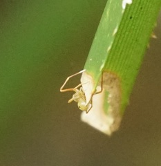 Amyciaea albomaculata