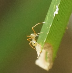 Amyciaea albomaculata