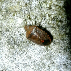 Dryadocoris apicalis