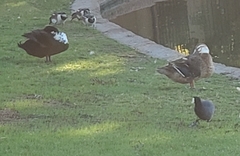 Anas platyrhynchos domesticus