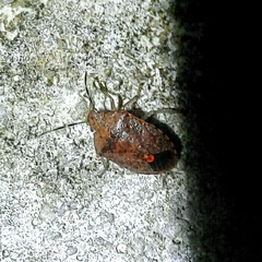 Dryadocoris apicalis