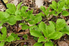 Pachysandra procumbens