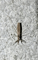 Sastrapada baerensprungi