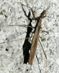 Sastrapada baerensprungi