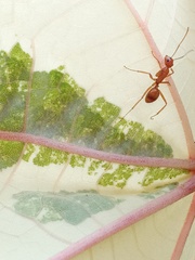 Camponotus hannani