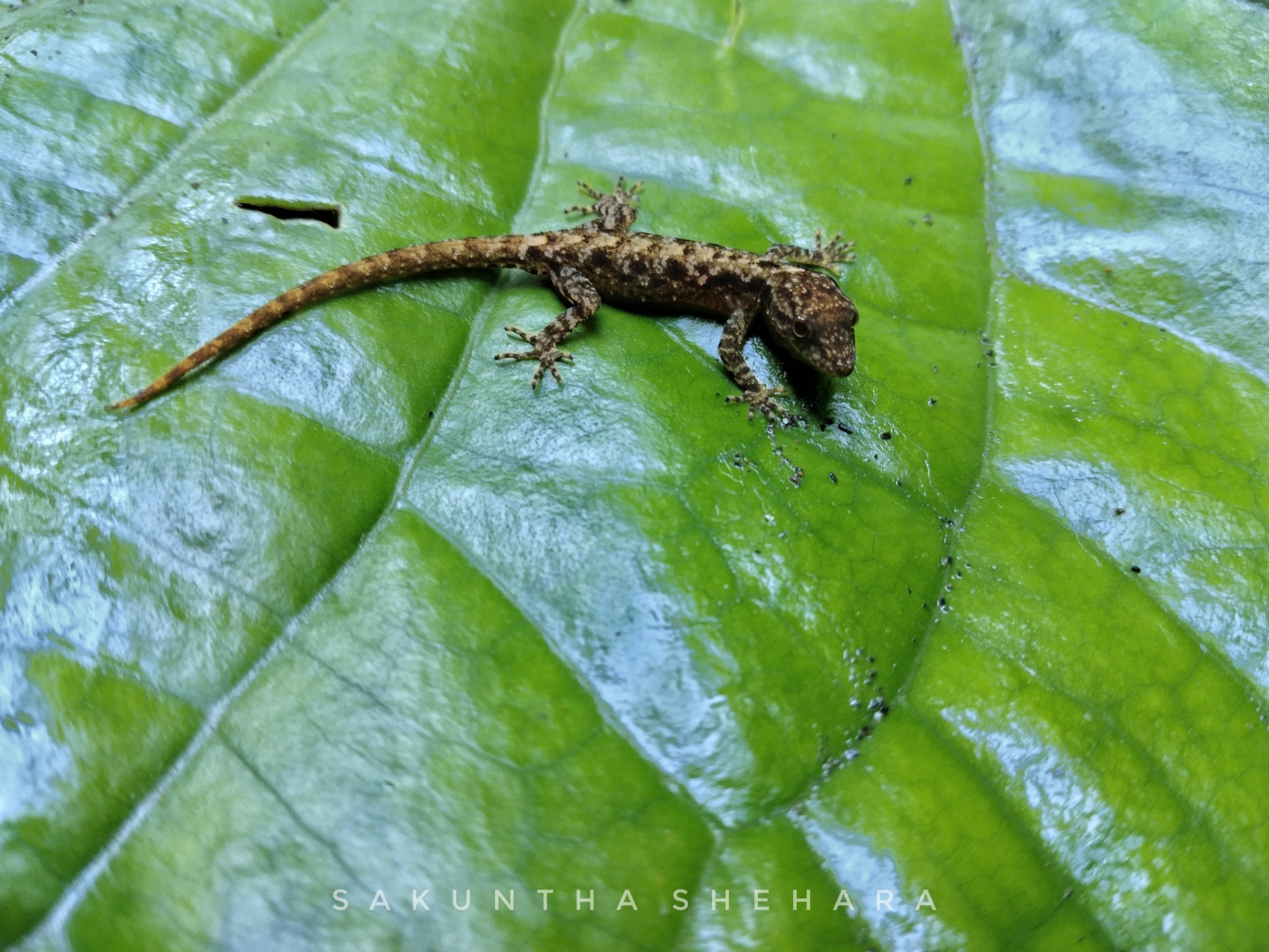 Kegalle Round-Eyed Gecko photo 3