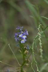 Lobelia berlandieri