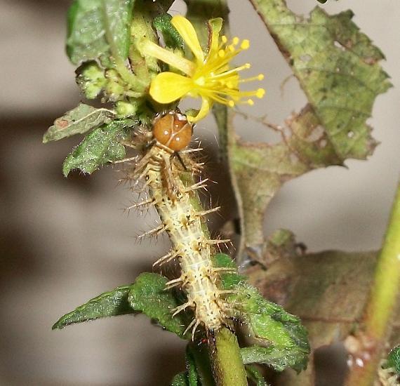 Acraea cabira