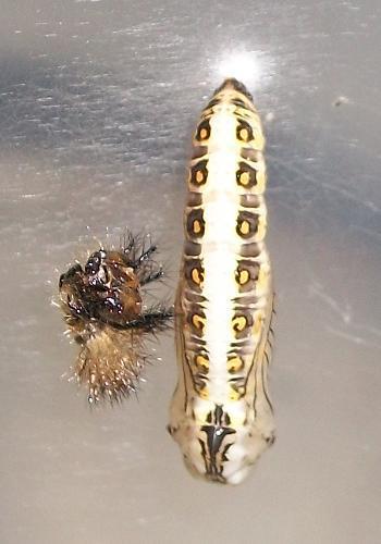 Yellow-banded Amber