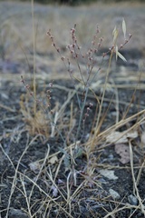Eriogonum gracile gracile