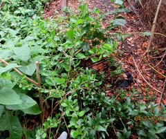 Randia obcordata