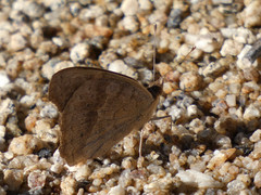 Junonia grisea