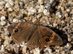 Junonia grisea