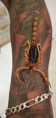 Hadrurus aztecus
