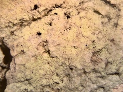 Lecanora layana