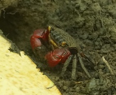 Neosarmatium fourmanoiri