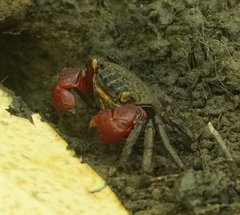 Neosarmatium fourmanoiri