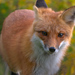 Red Fox - Photo (c) Kent Ross, some rights reserved (CC BY-NC), uploaded by Kent Ross