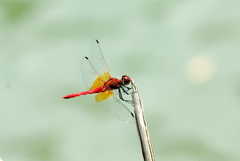 Sympetrum speciosum