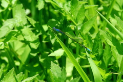 Aciagrion migratum