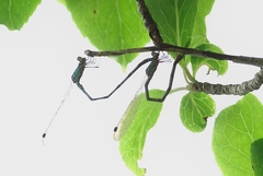 Indolestes peregrinus