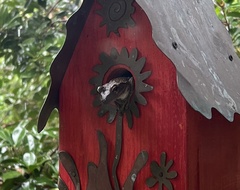 Osteopilus septentrionalis