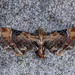 Eupithecia melanolopha - Photo (c) Bon Pradhan, algunos derechos reservados (CC BY-NC), uploaded by Bon Pradhan