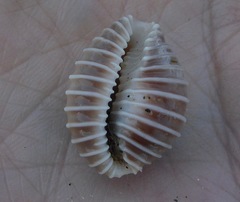 Pusula solandri